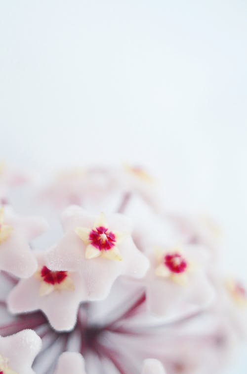 Free White Petaled Flowers Stock Photo