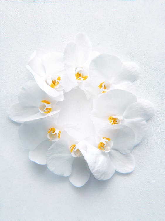 White Petaled Flower Close-up Photography