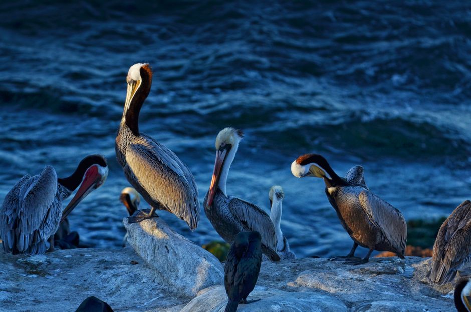 Group of brown pelicans perched on rocky shore against ocean backdrop.