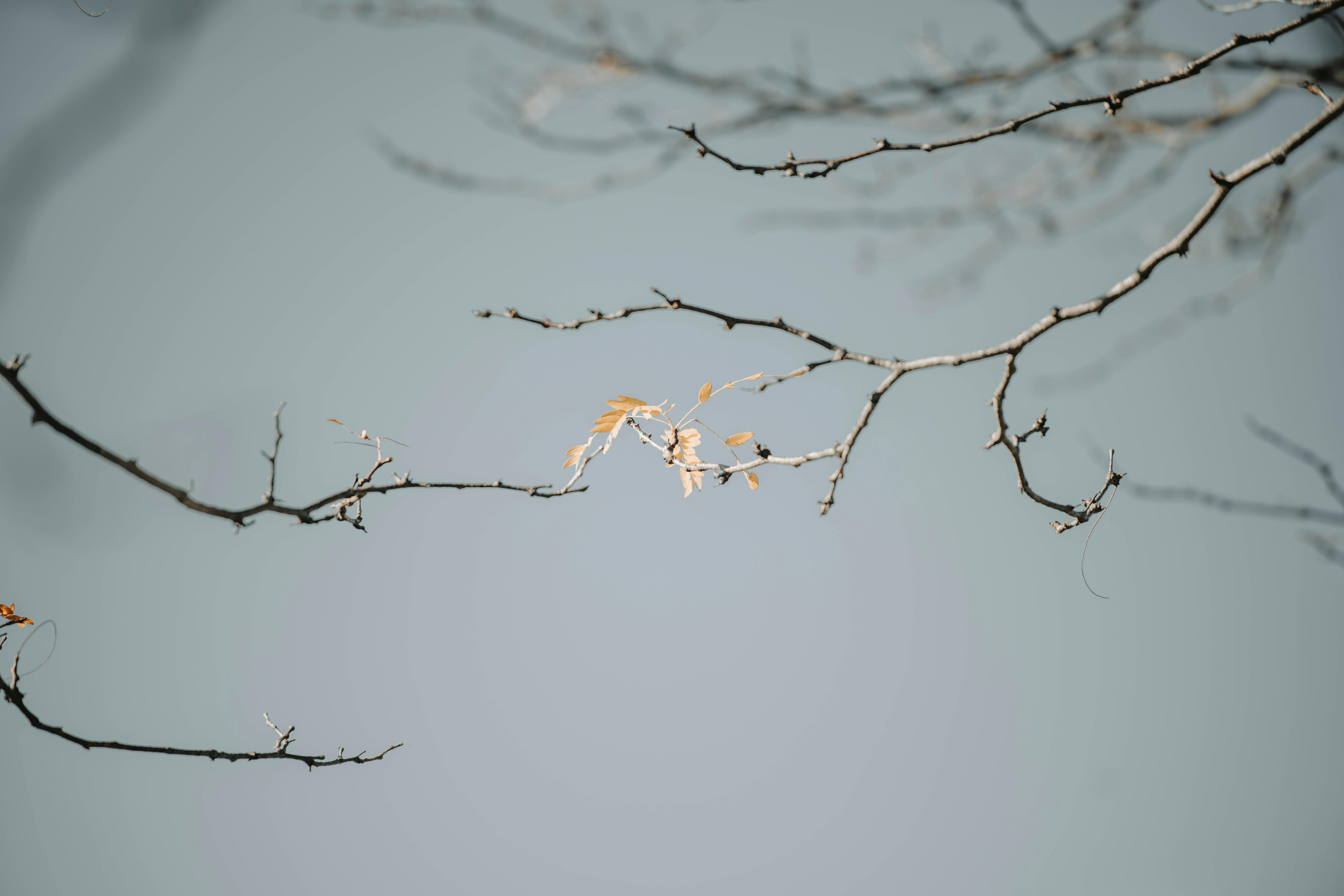 Gratis Immagine gratuita di albero, ancora, arido Foto a disposizione