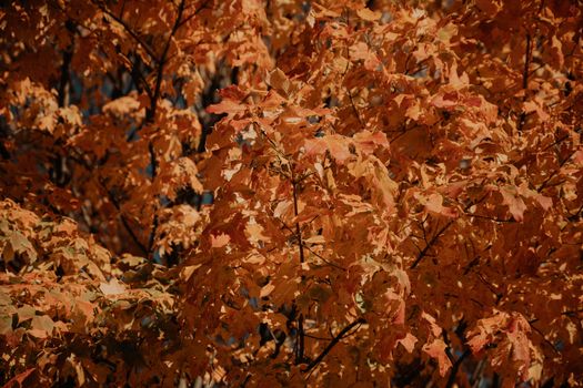 Capture the essence of fall with these vivid orange leaves in Milwaukee’s serene park setting.