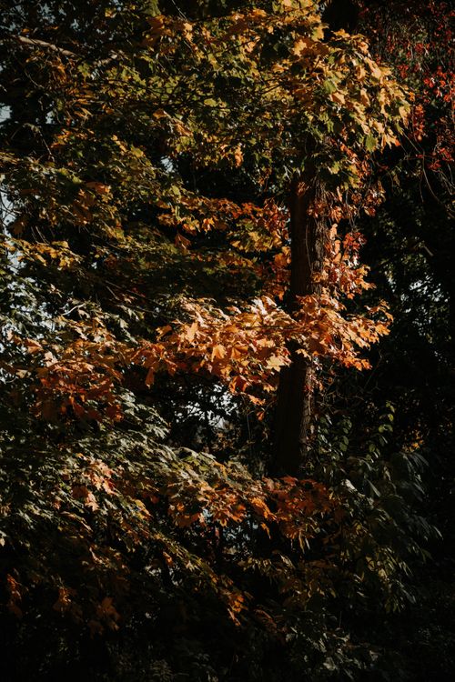 Free Beautiful autumn leaves in a Milwaukee forest creating a warm fall scene. Stock Photo