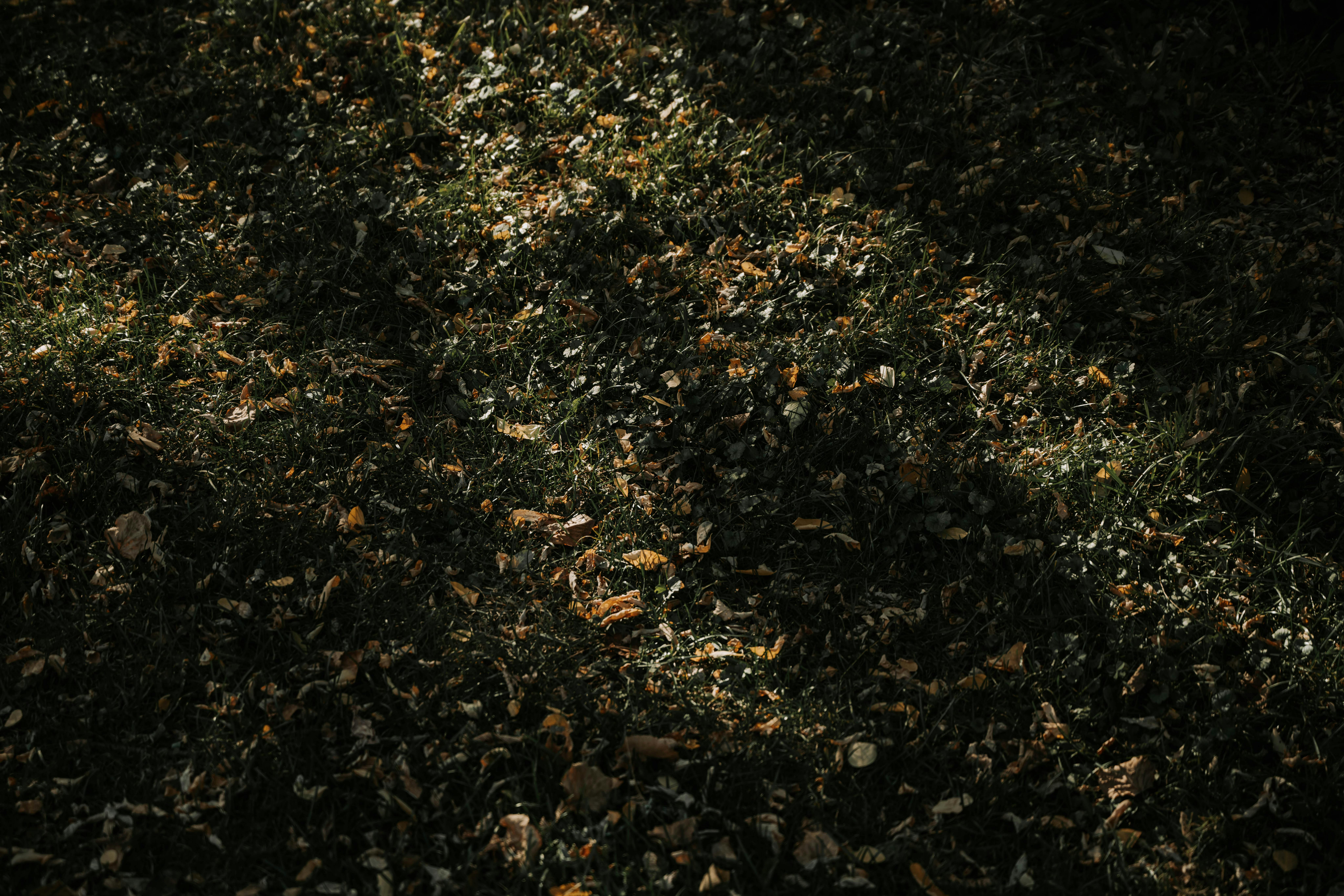 Gratis stockfoto met @buitenshuis, aarde, aardsgezind Stockfoto