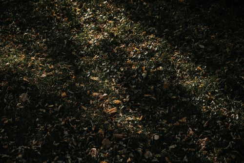 Free Sunlit autumn leaves scattered on grass, highlighting the beauty of fall in Milwaukee. Stock Photo