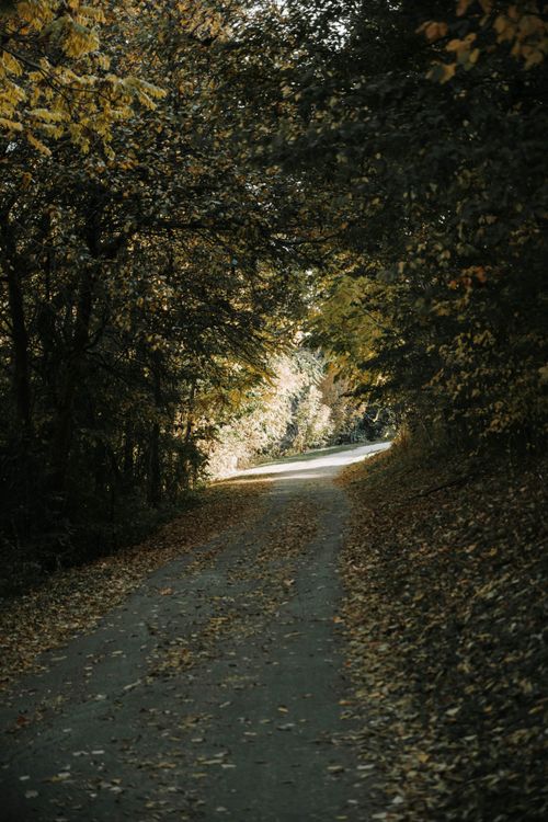 Free A tranquil autumn pathway through a forest in Milwaukee, Wisconsin. Fall foliage shades the winding road. Stock Photo
