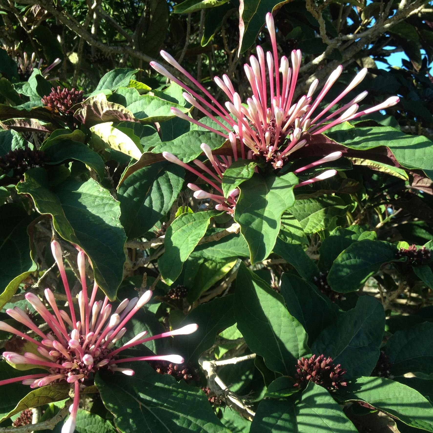 The Beast in Me — Visual placeholder