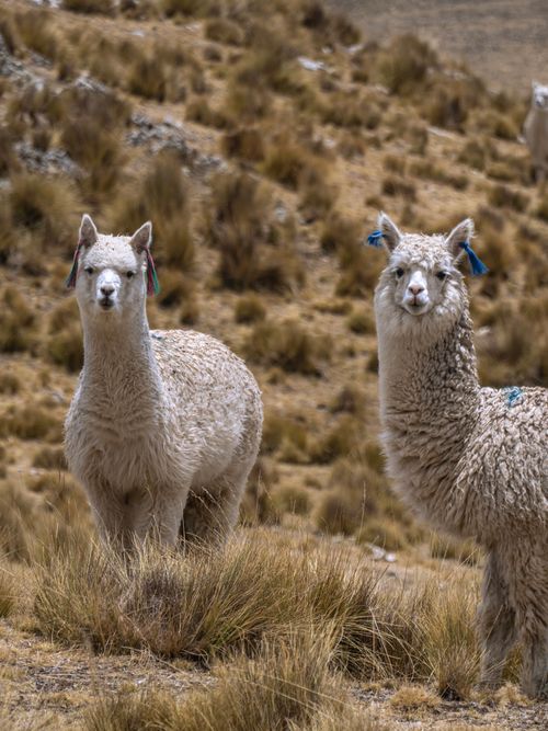 Free Two white alpacas with colorful tassels stand on grassy terrain in Junin, Peru. Stock Photo
