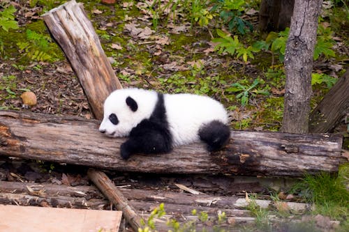 Free Cute giant panda cub lying on a log in a green forested area, showcasing wildlife in nature. Stock Photo