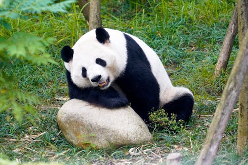 Free A giant panda lounging on a rock amidst lush greenery in a natural setting. Stock Photo