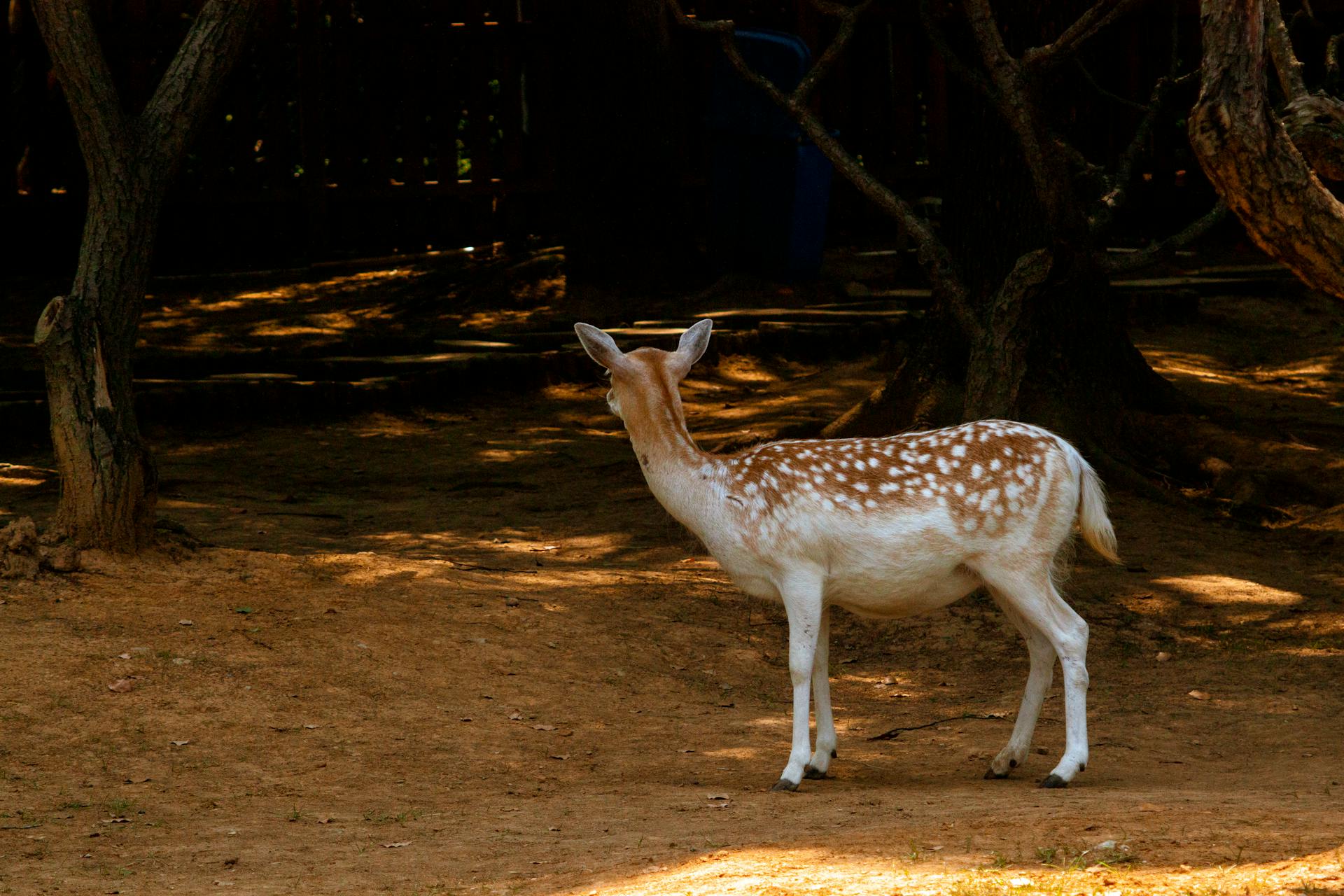 What's in the empty forest?——A  curious deer in   Sun Yat-sen Mausoleum