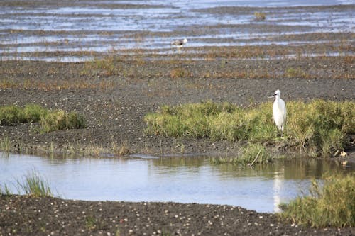 Free stock photo of gaomei wetlands, little egret, taichung