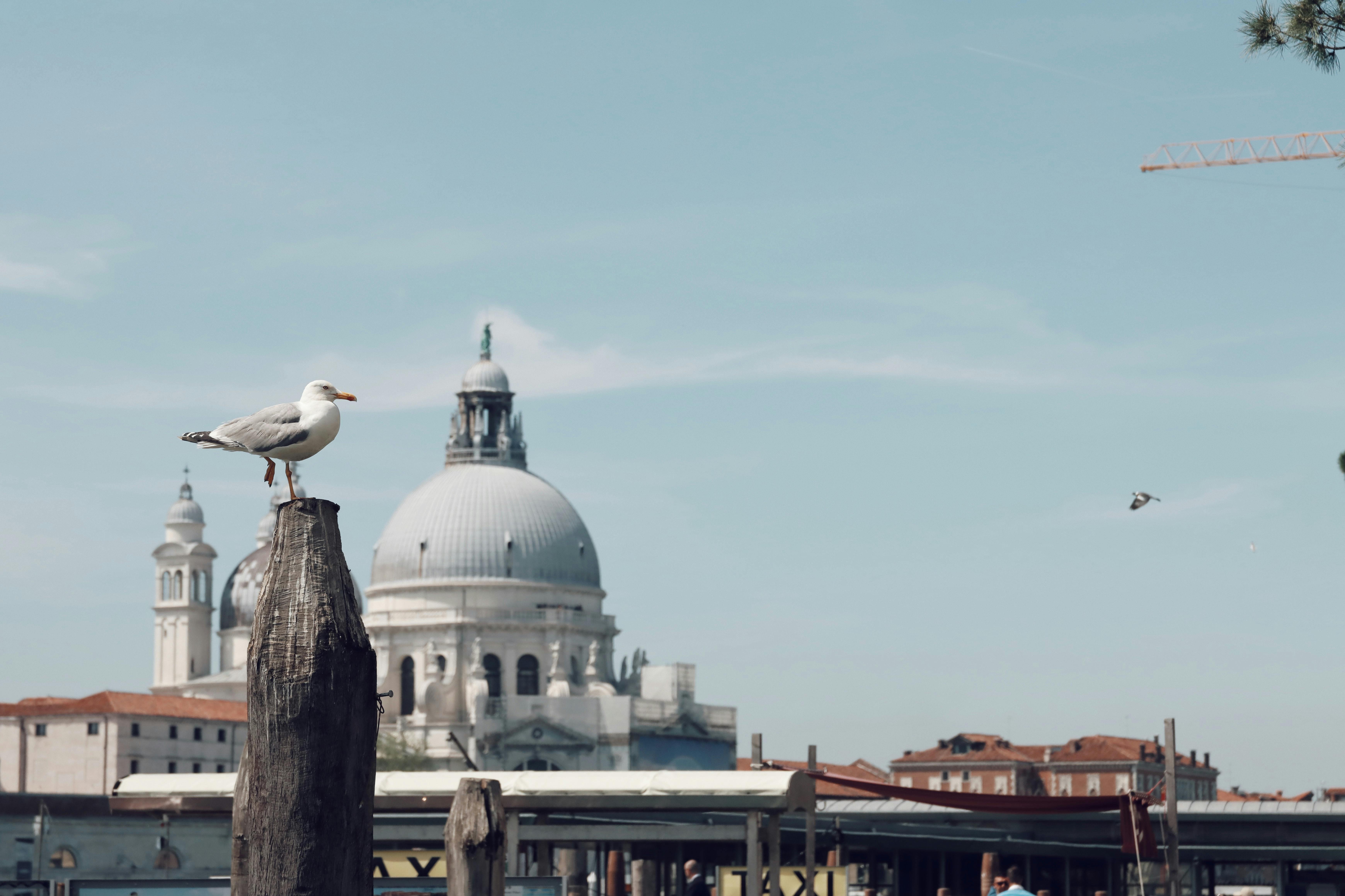 venice basilica with seagull overlook