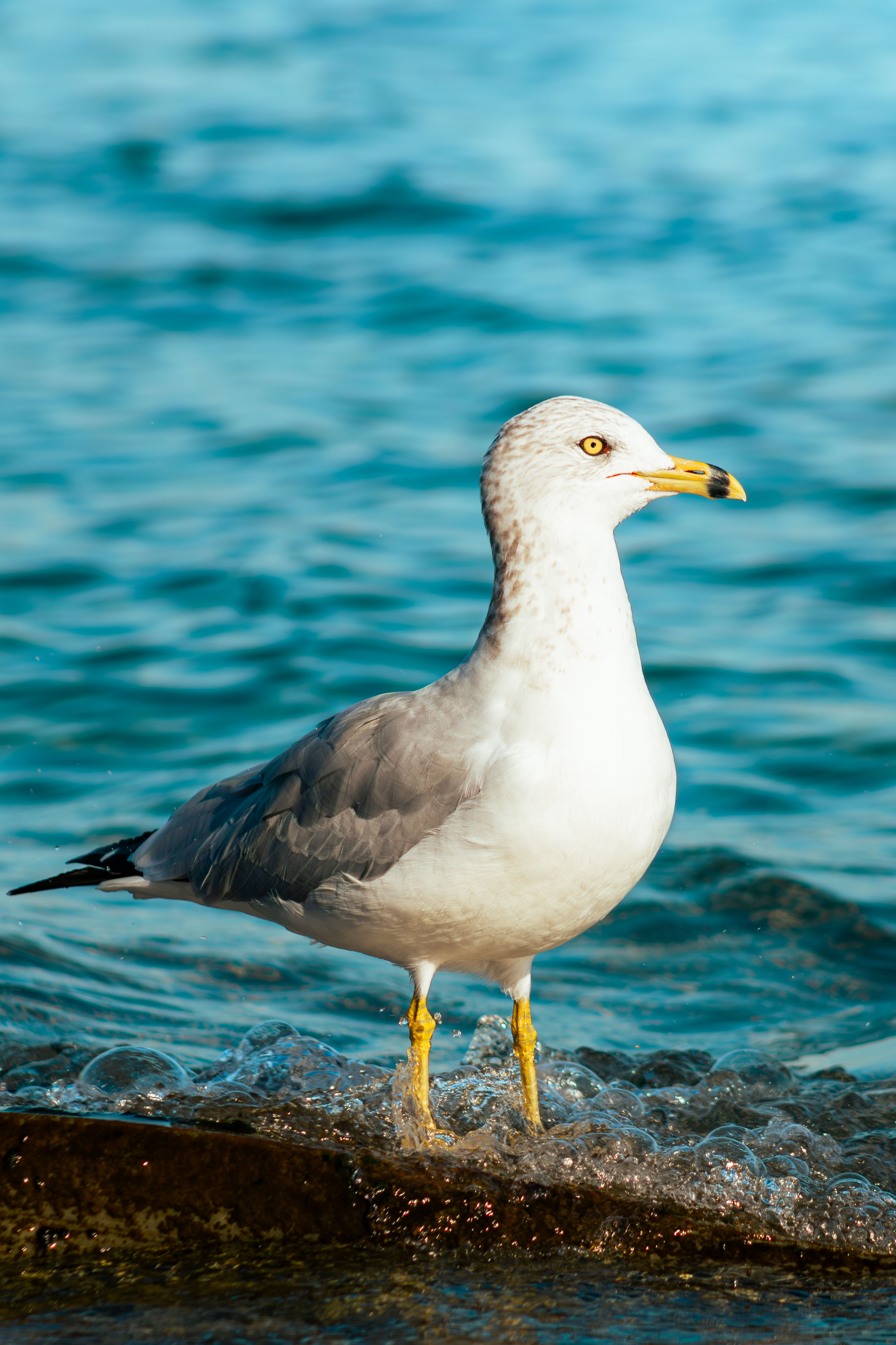 Seagull by the Lakeshore in Toronto, Canada · Free Stock Photo