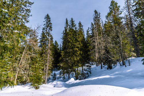 Paisaje De árboles De Pino Verde