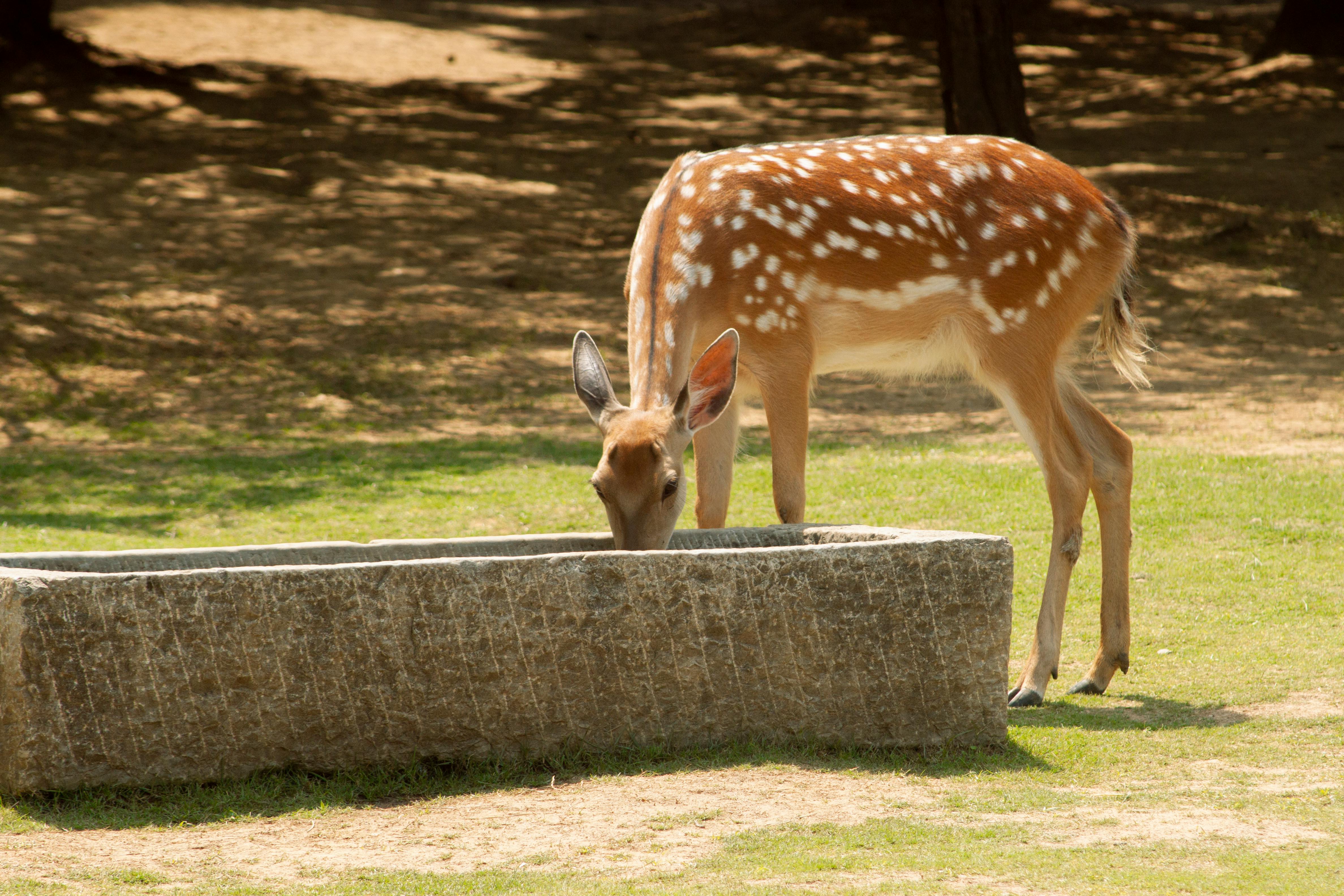 grátis Veado Sika Bebendo água Em Floresta Ensolarada Foto profissional