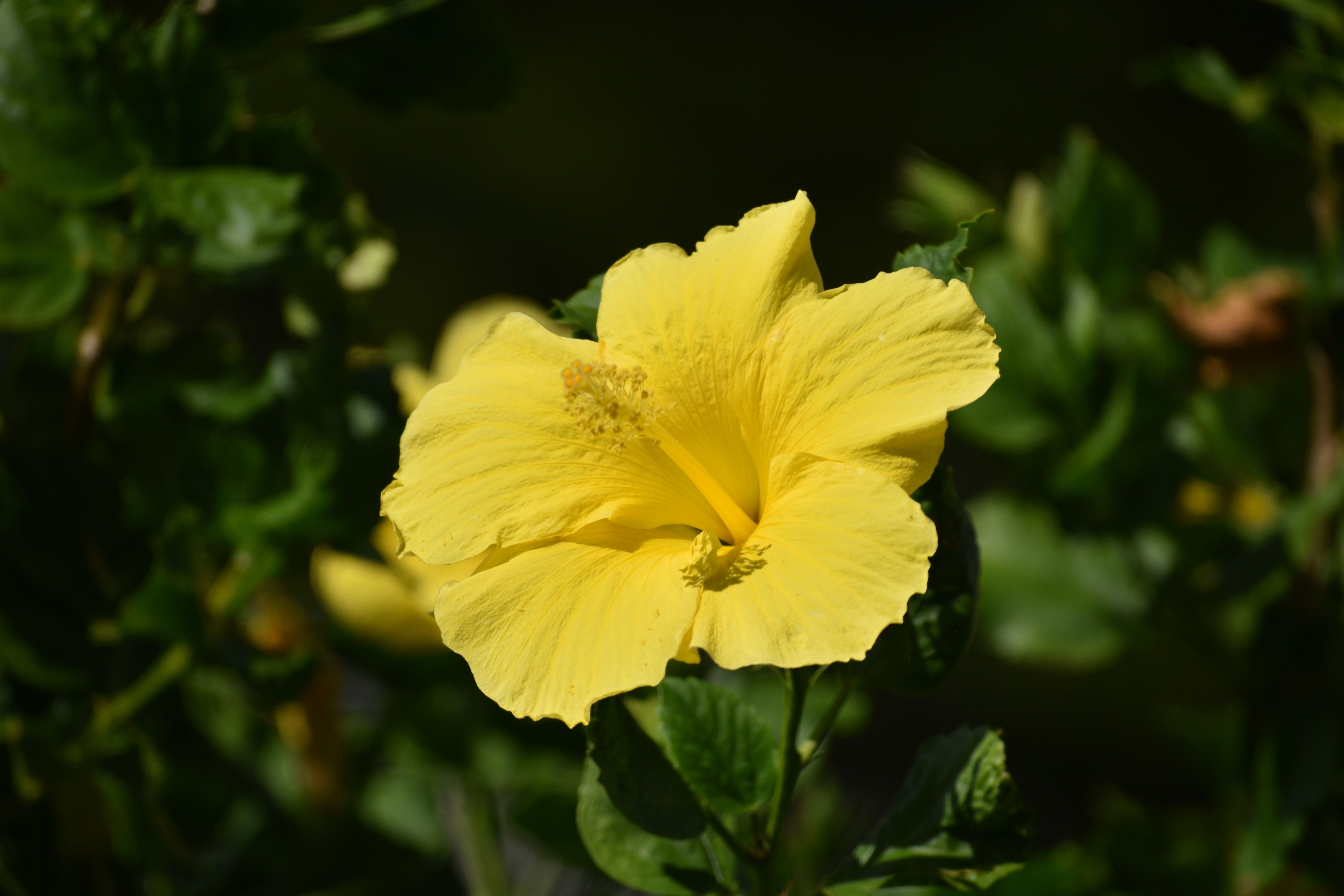 Bright Yellow Hibiscus Flower in Bloom · Free Stock Photo