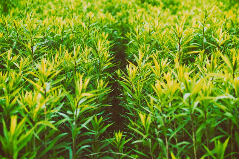 Preparação do Solo para Cultivo Outdoor: Do Zero à Colheita