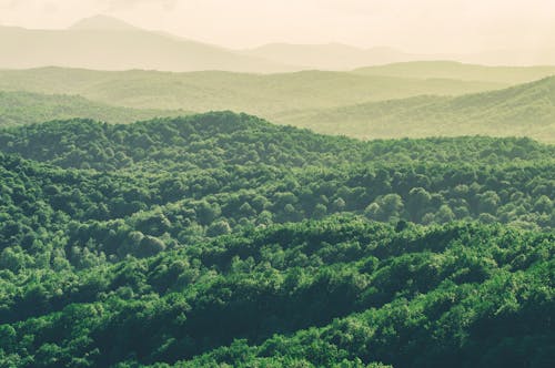 Picturesque drone view of wide valley of hills with lush green trees in fog