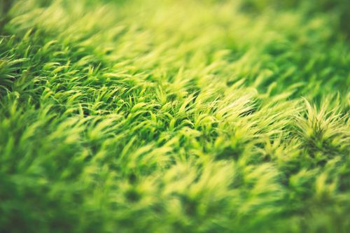 Free Closeup of light green grass in light of sunshine growing in garden during summertime Stock Photo