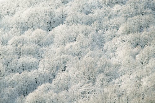 Drone view of peaceful winter forest with trees covered with snow in frozen day