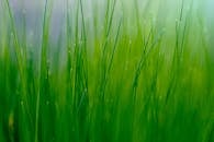 在柔和的蓝天背景下，绿色的叶片充满活力地升起