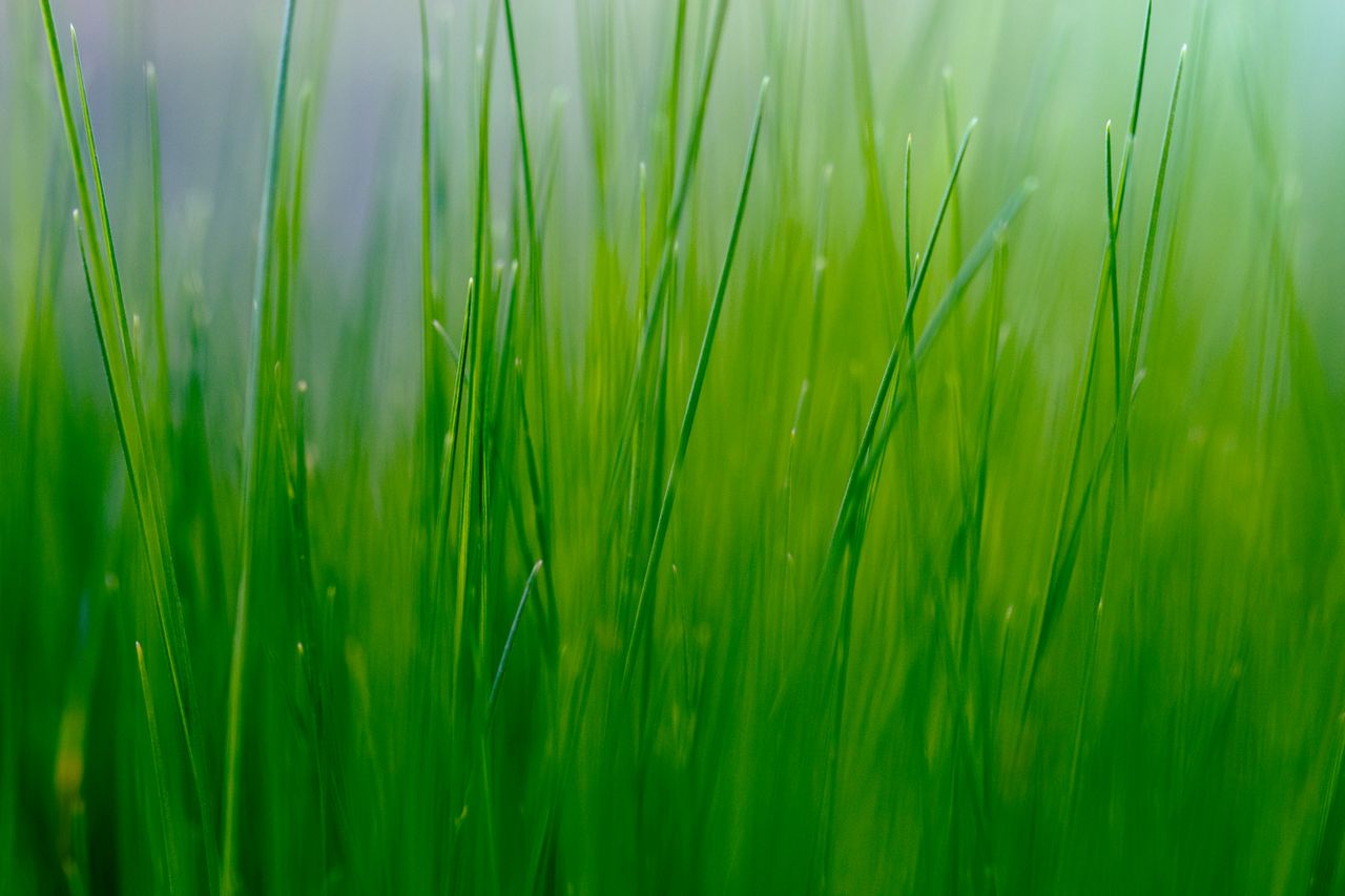vibrant close up of green grass blades rising against the soft blue sk