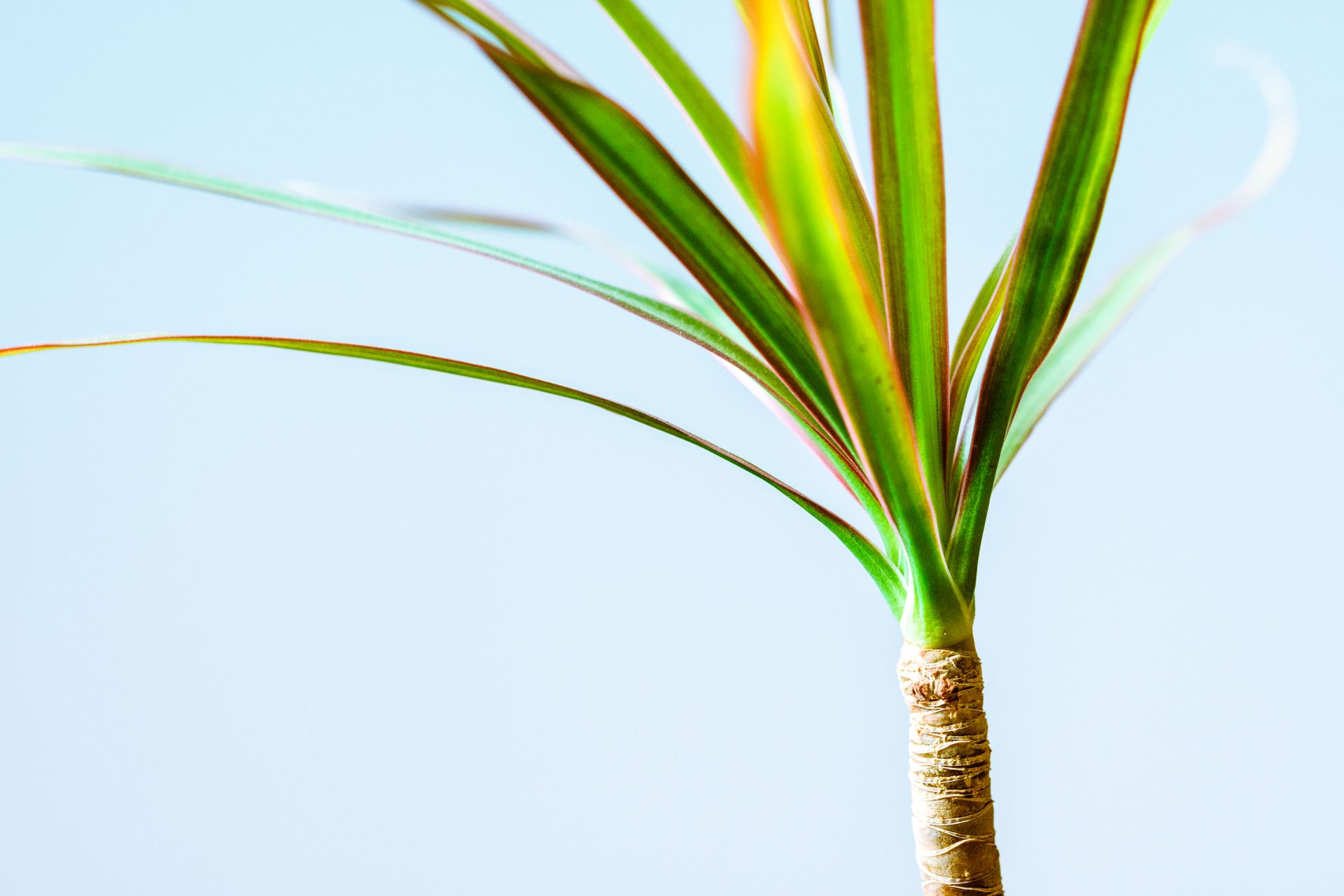 Bright close-up of Dracaena plant showcasing vibrant green leaves against a clear sky.