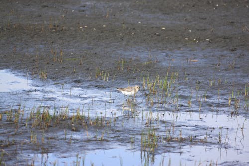 Free stock photo of gaomei wetlands, taichung, taiwan