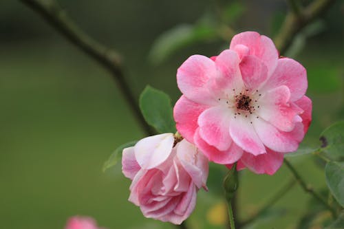 Free stock photo of bloom, blooming, blossom