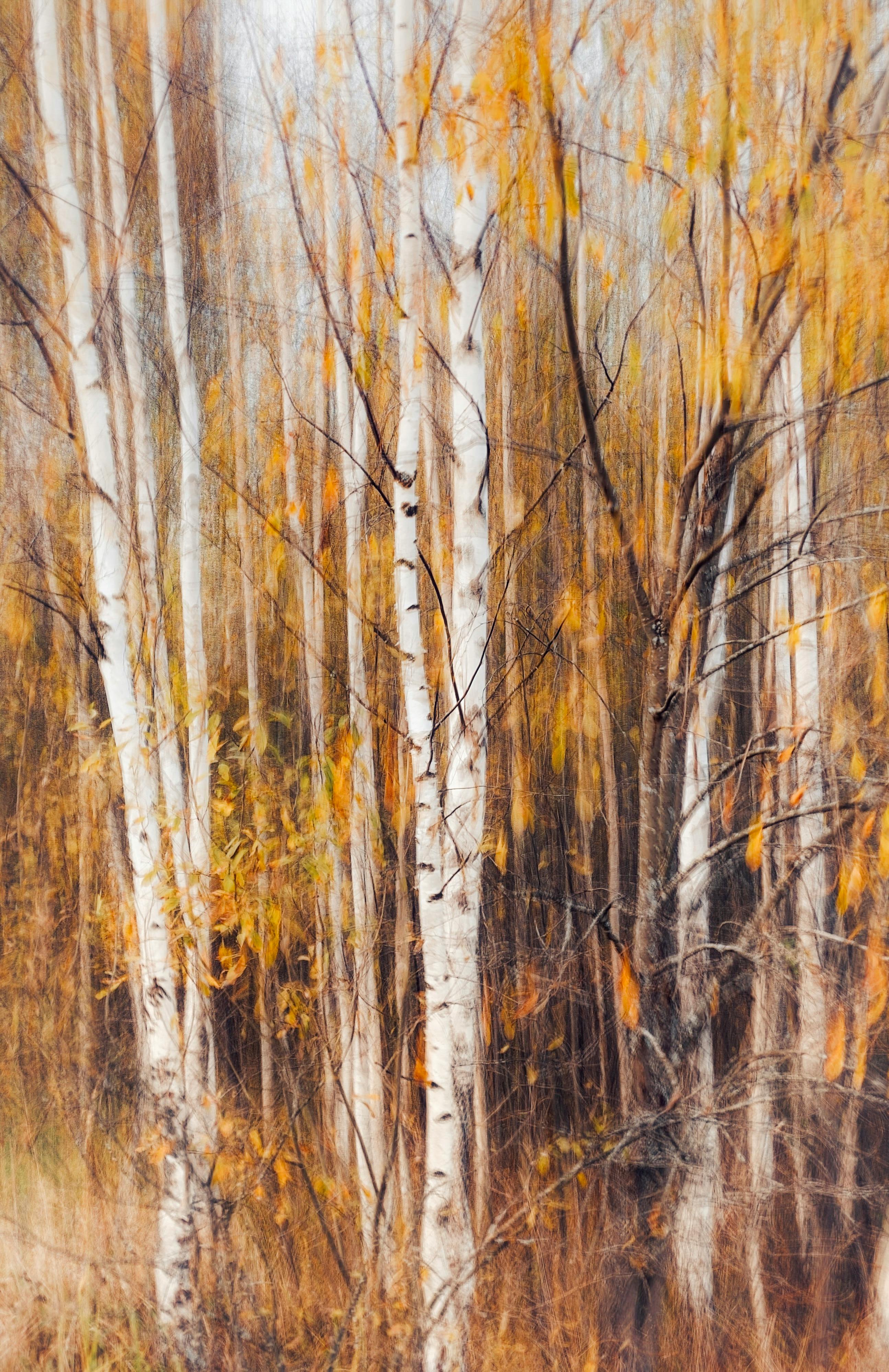 Blurred birch forest scene in autumn with golden leaves and white trunks.