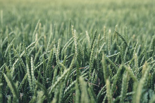 Free Green Grass Close-up Photography Stock Photo