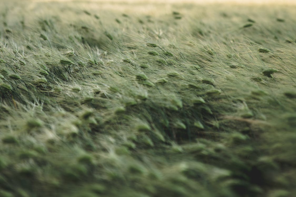 Selectieve Aandacht Foto Van Grasveld