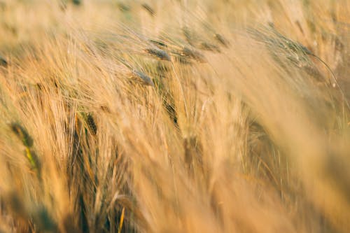 Selective Focus Photography of Brown Plants