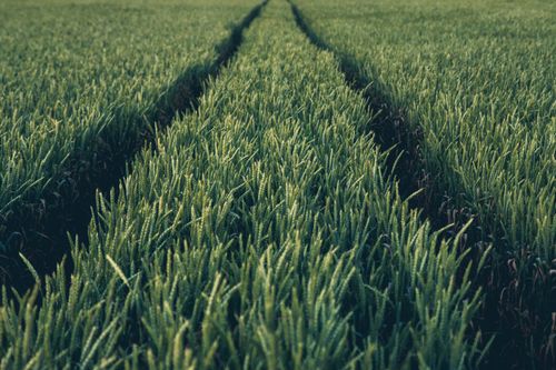 Free Vibrant green wheat field stretching endlessly under a clear blue sky. Captured outdoors. Stock Photo
