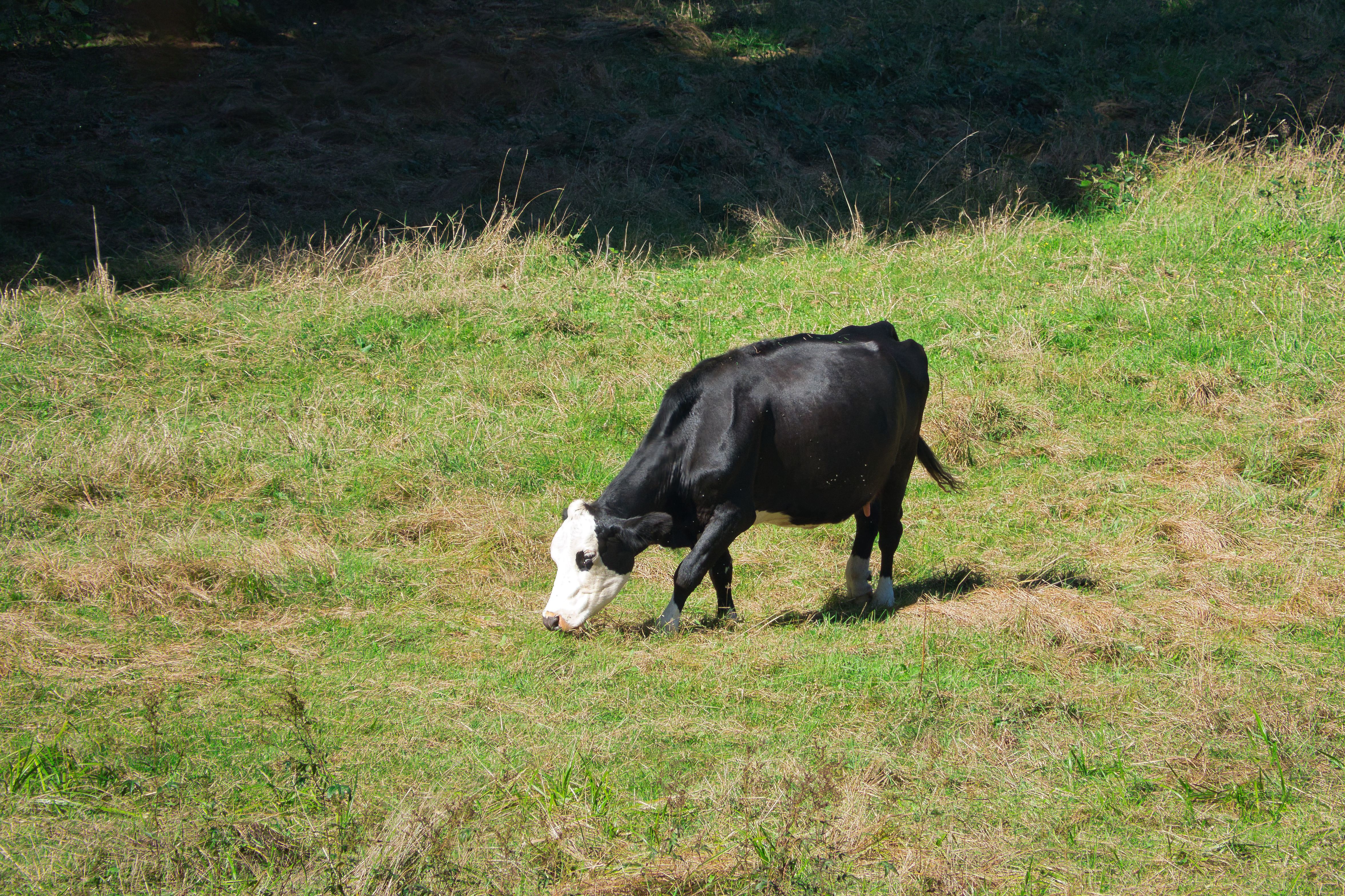 Black and White Cow Grazing in Sunny Field · Free Stock Photo