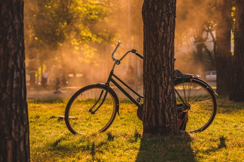 Bicycle Near Tree