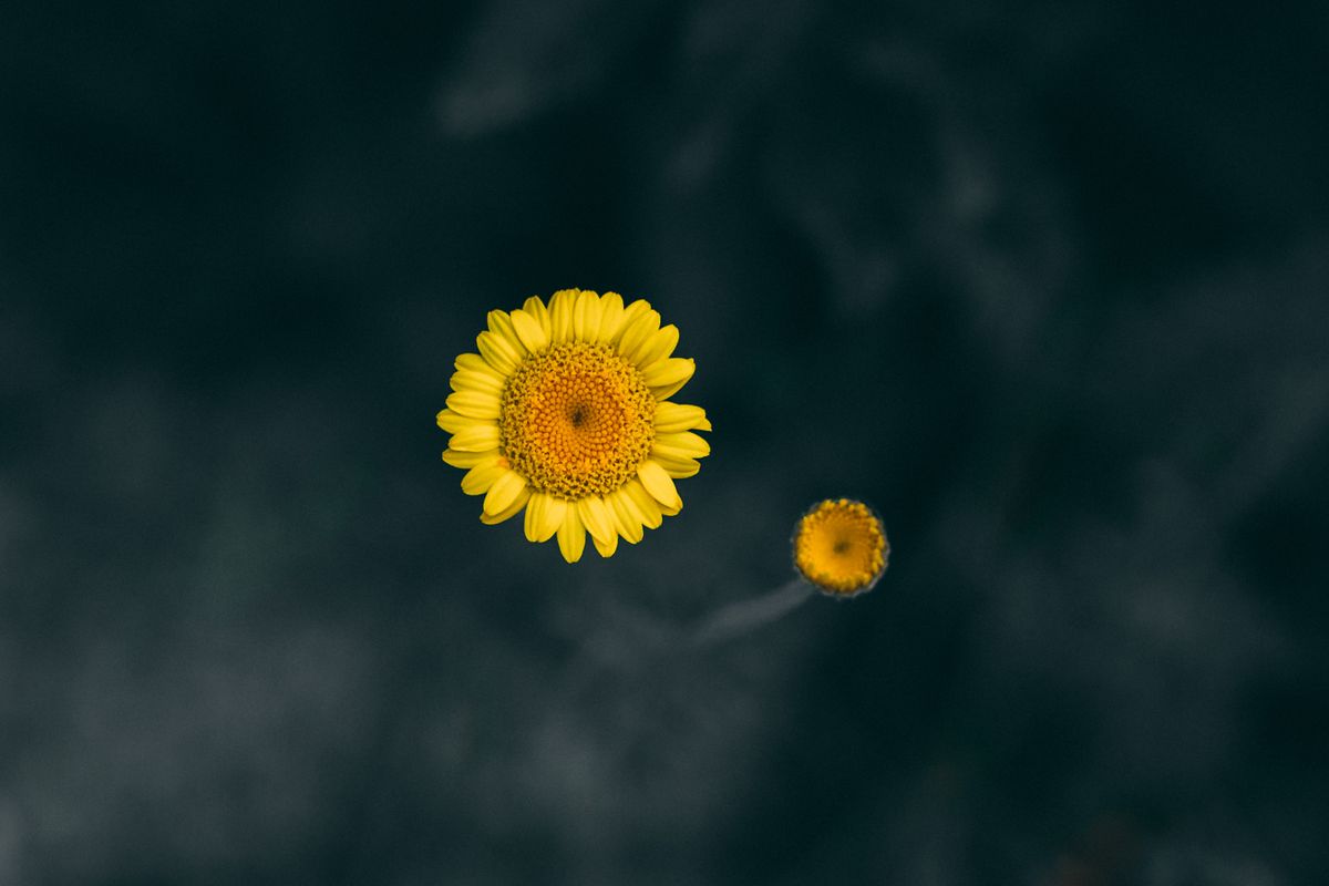 Gelbe Blüte (Korbblütler) – natürlich, aber möglicher Allergieauslöser