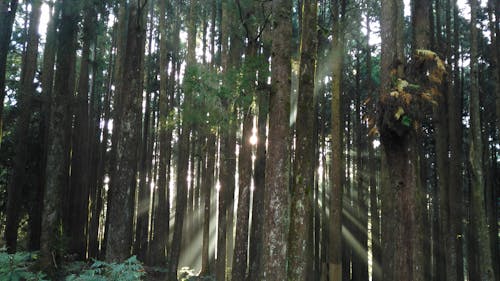 Free stock photo of fog, forest, light