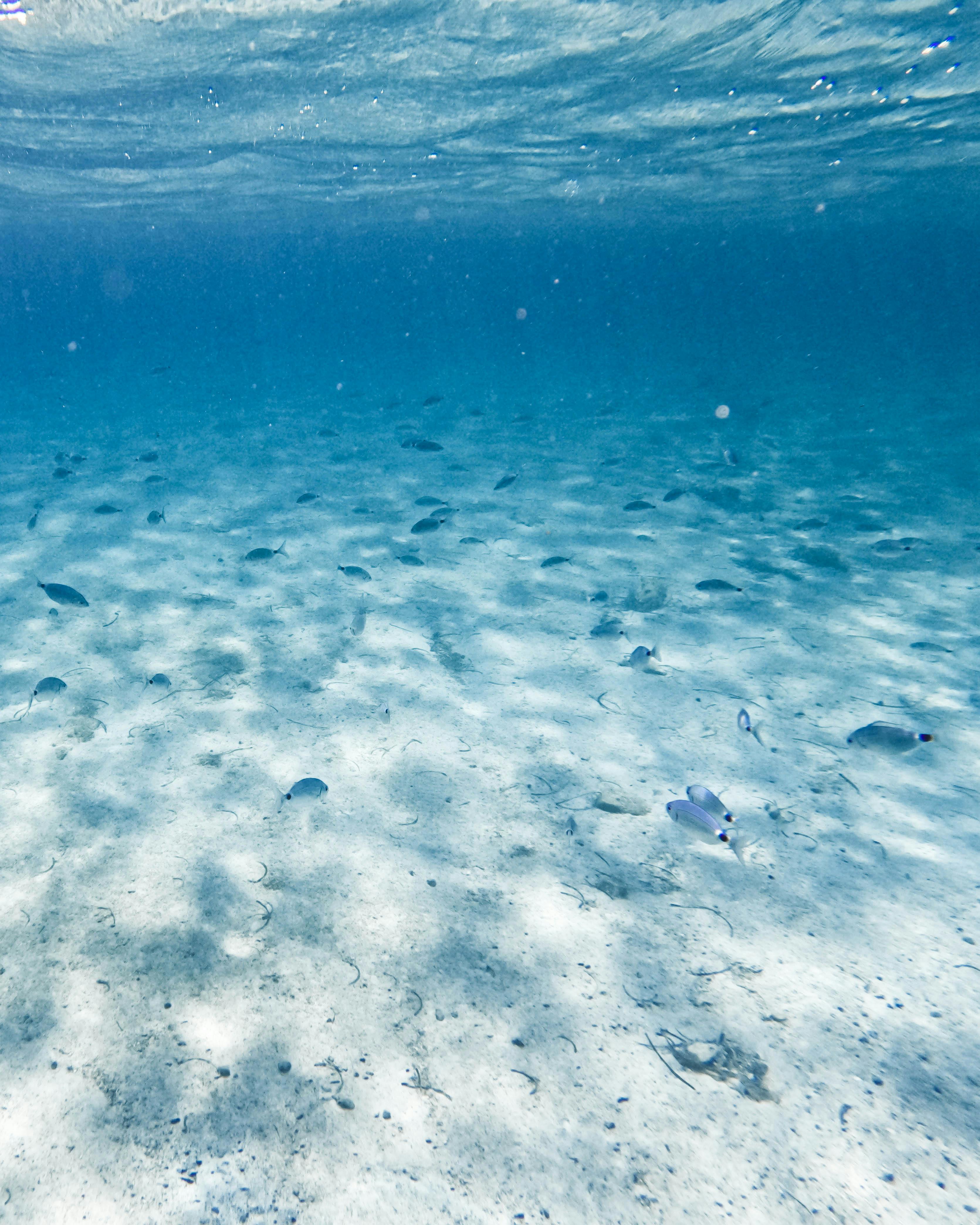 一个宁静的水下景观中，沙质海底鱼在展示
