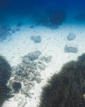 Serene underwater scene featuring marine life and coral formations in a clear ocean setting.