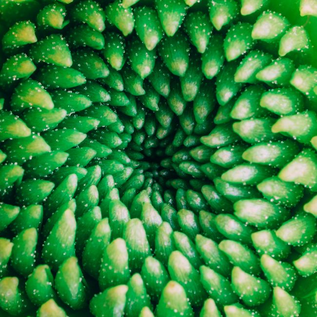 Intricate green spiral pattern of unopened flower buds close-up view.