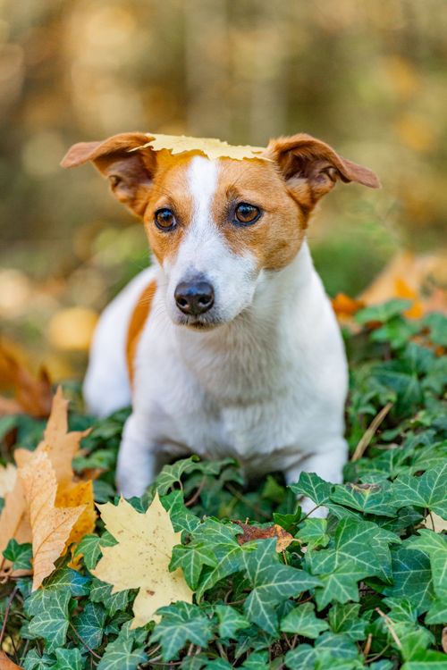 Free Adorable Jack Russell Terrier with autumn leaves in a garden setting, showcasing fall colors. Stock Photo