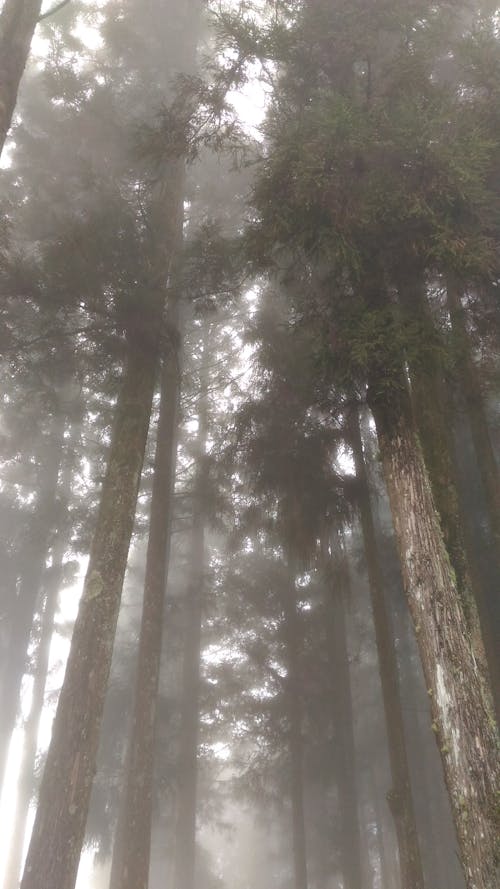 Free stock photo of fog, forest, nature