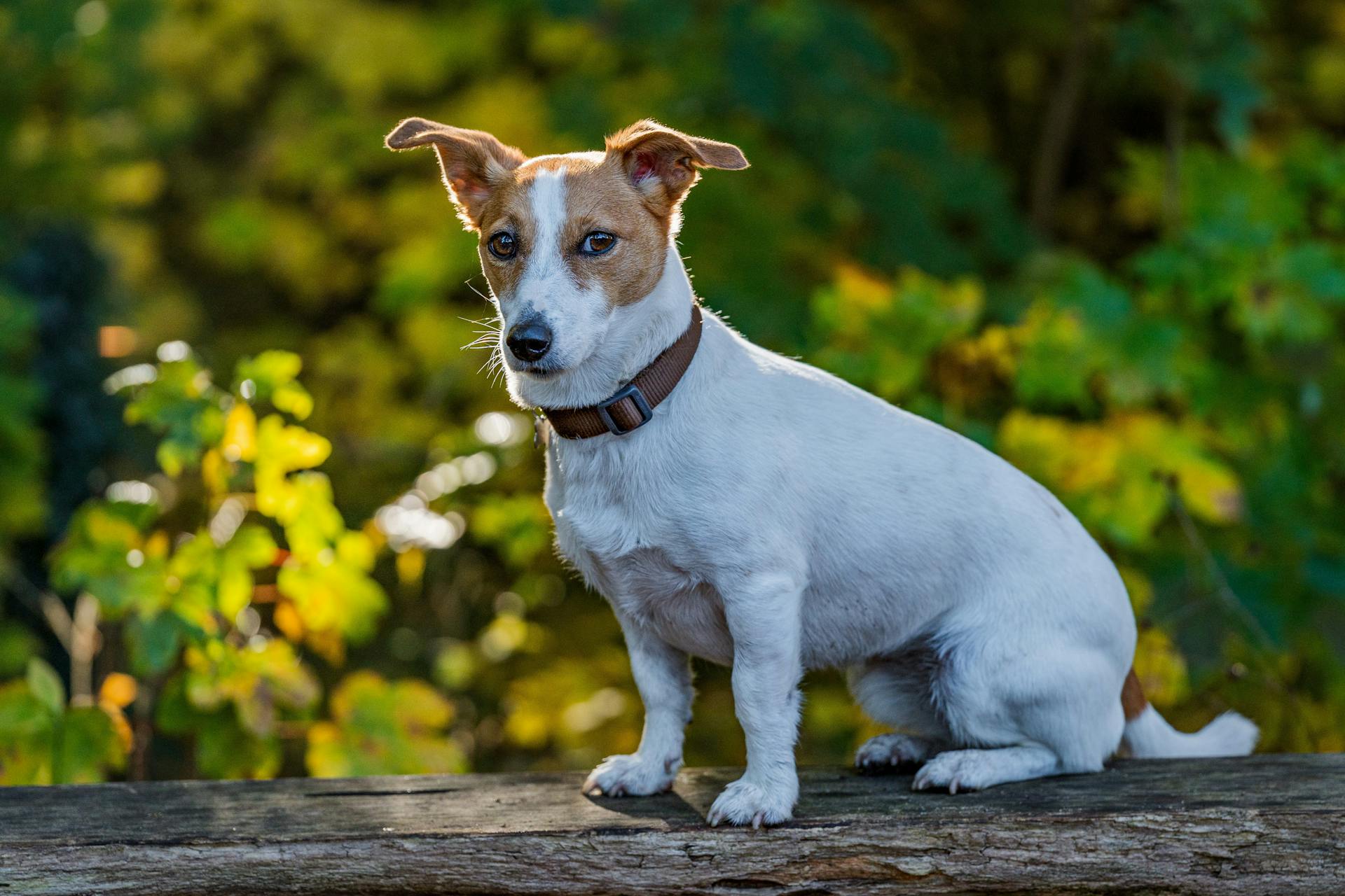 Jack Russell Terrier in Colorful Autumn Setting