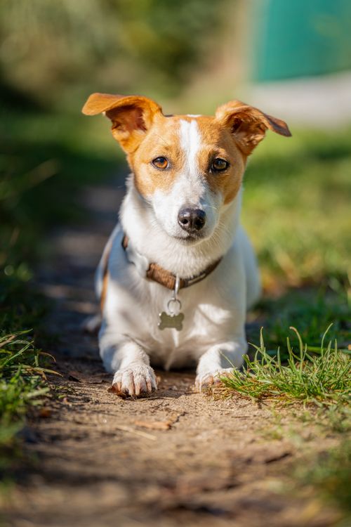 Free Cute Jack Russell Terrier relaxing on a sunny path, showcasing its playful and curious nature. Stock Photo