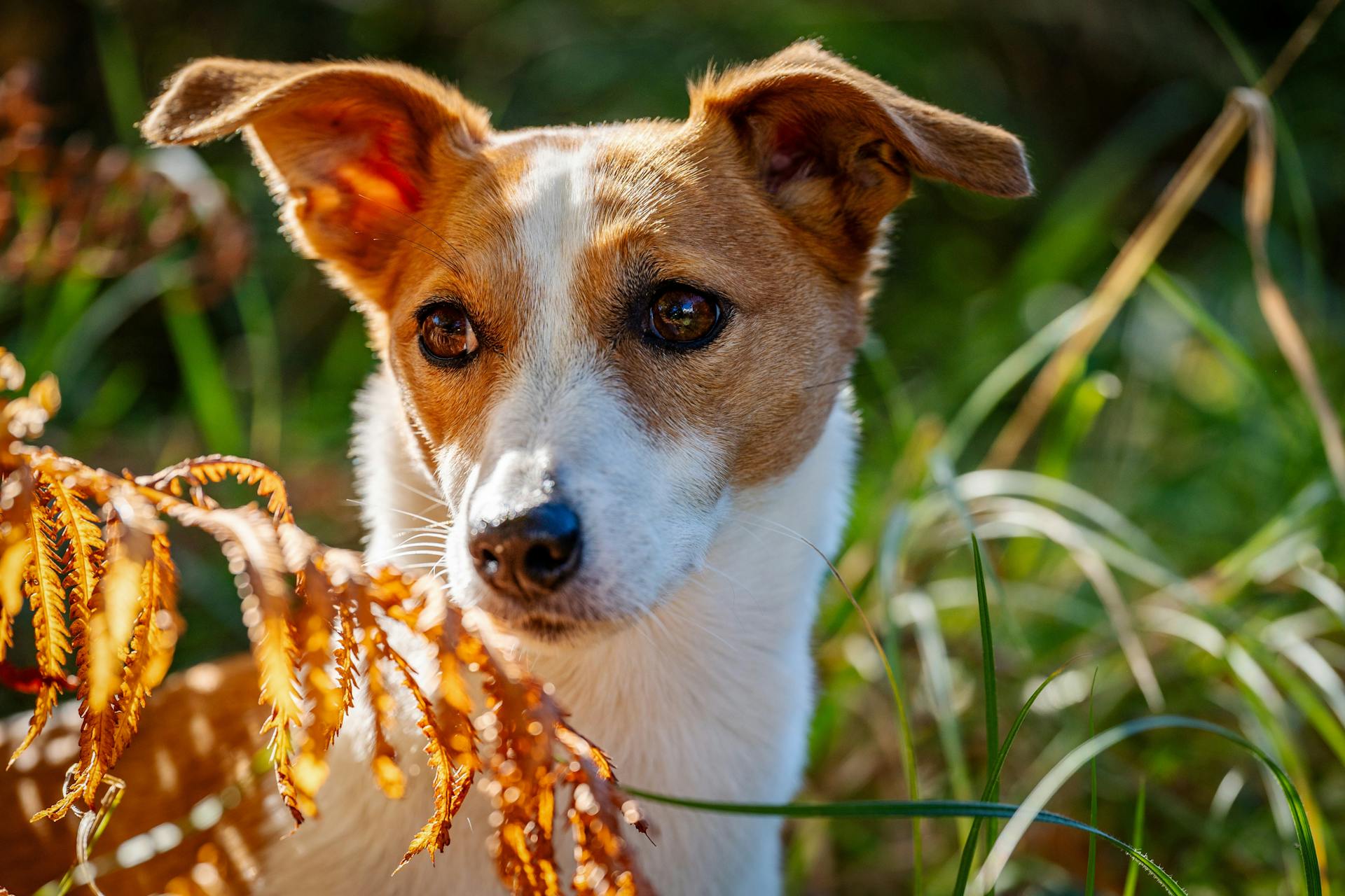 Curious Jack Russell Terrier in Autumn Foliage