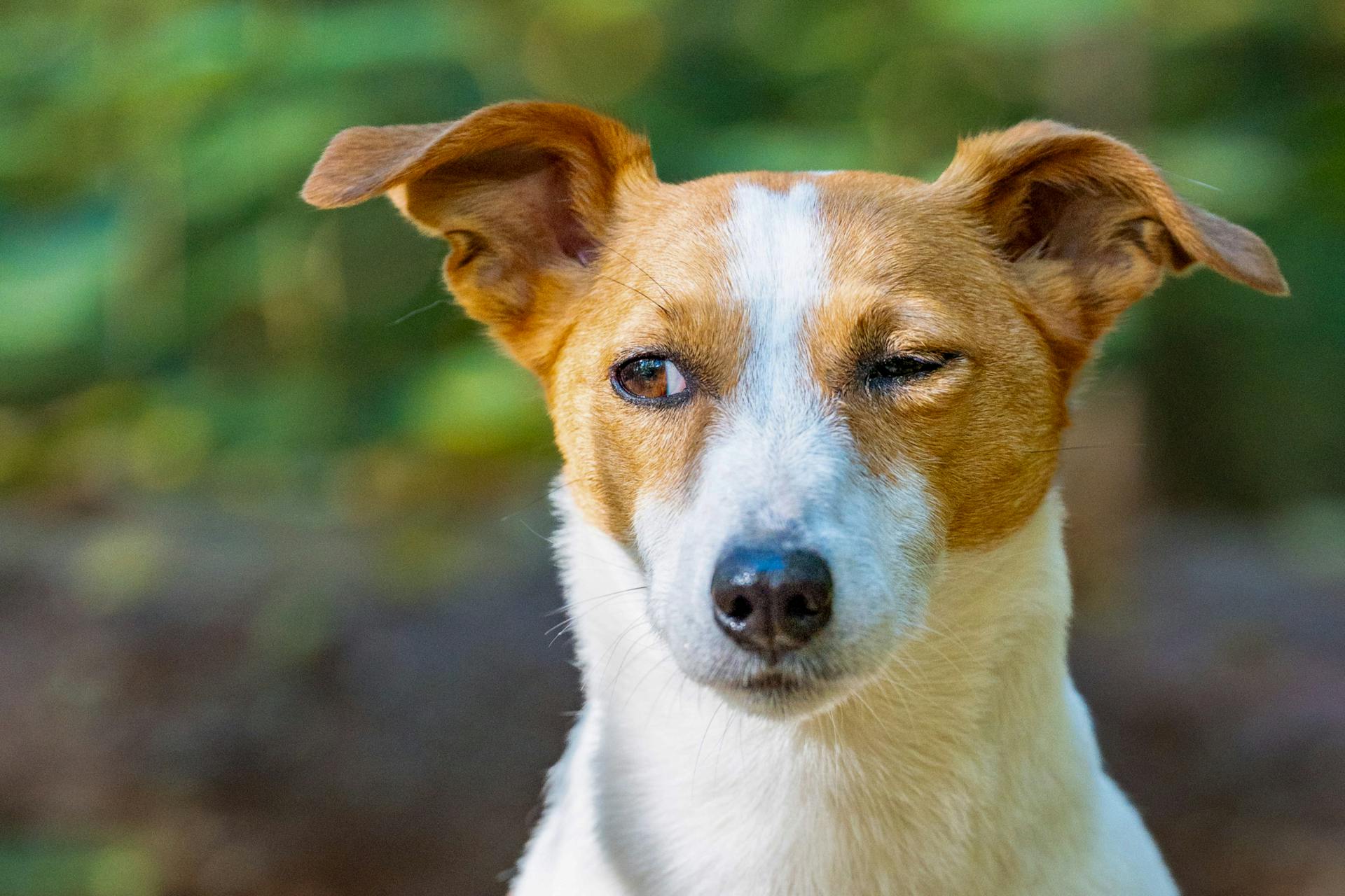 Playful Jack Russell Terrier in Nature