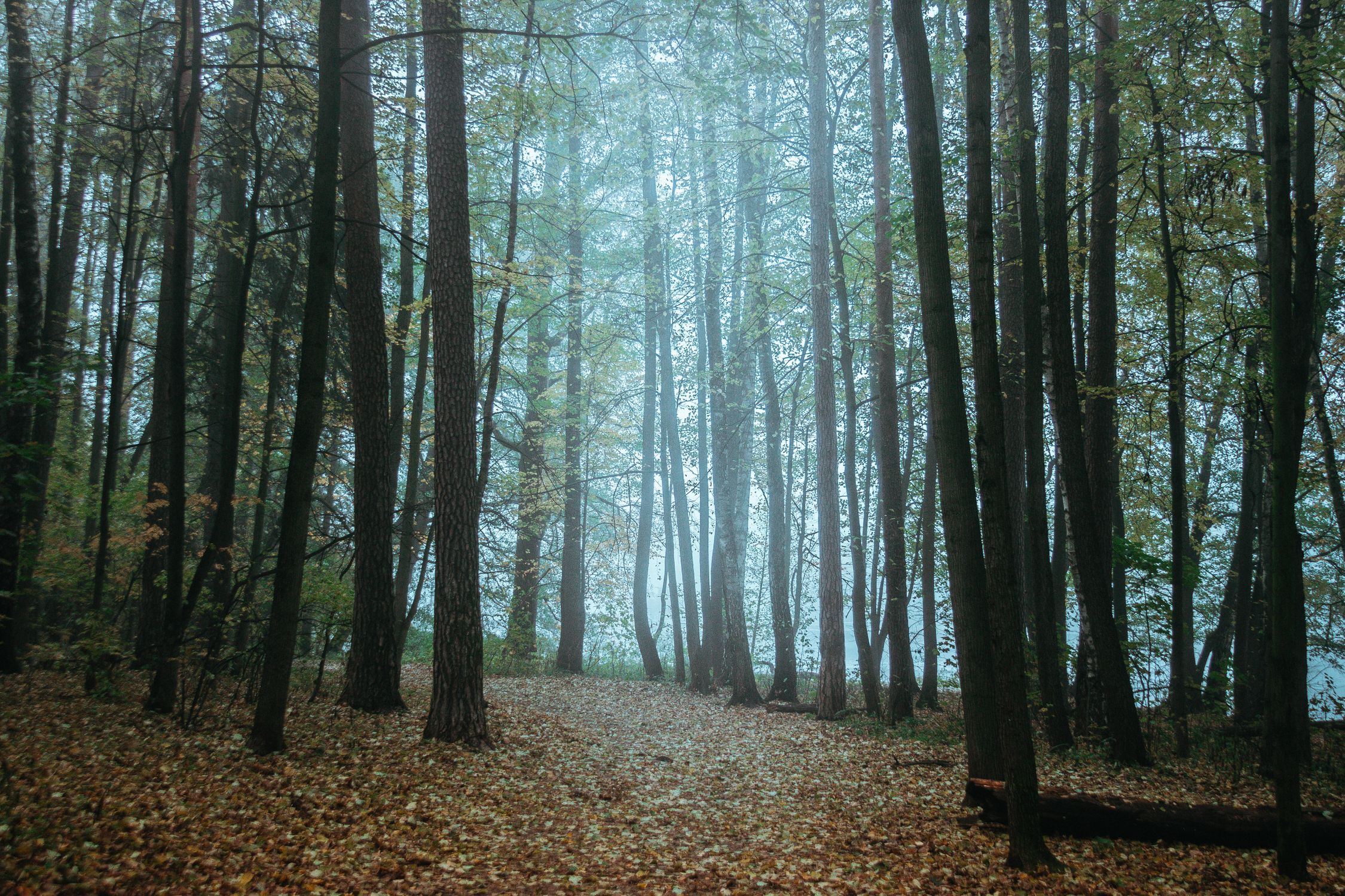 Misty Autumn Forest Path with Tall Trees · Free Stock Photo