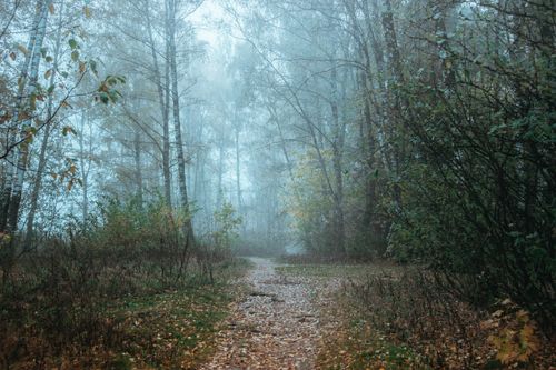 Free Discover a serene misty forest path enveloped in early autumn hues. Stock Photo