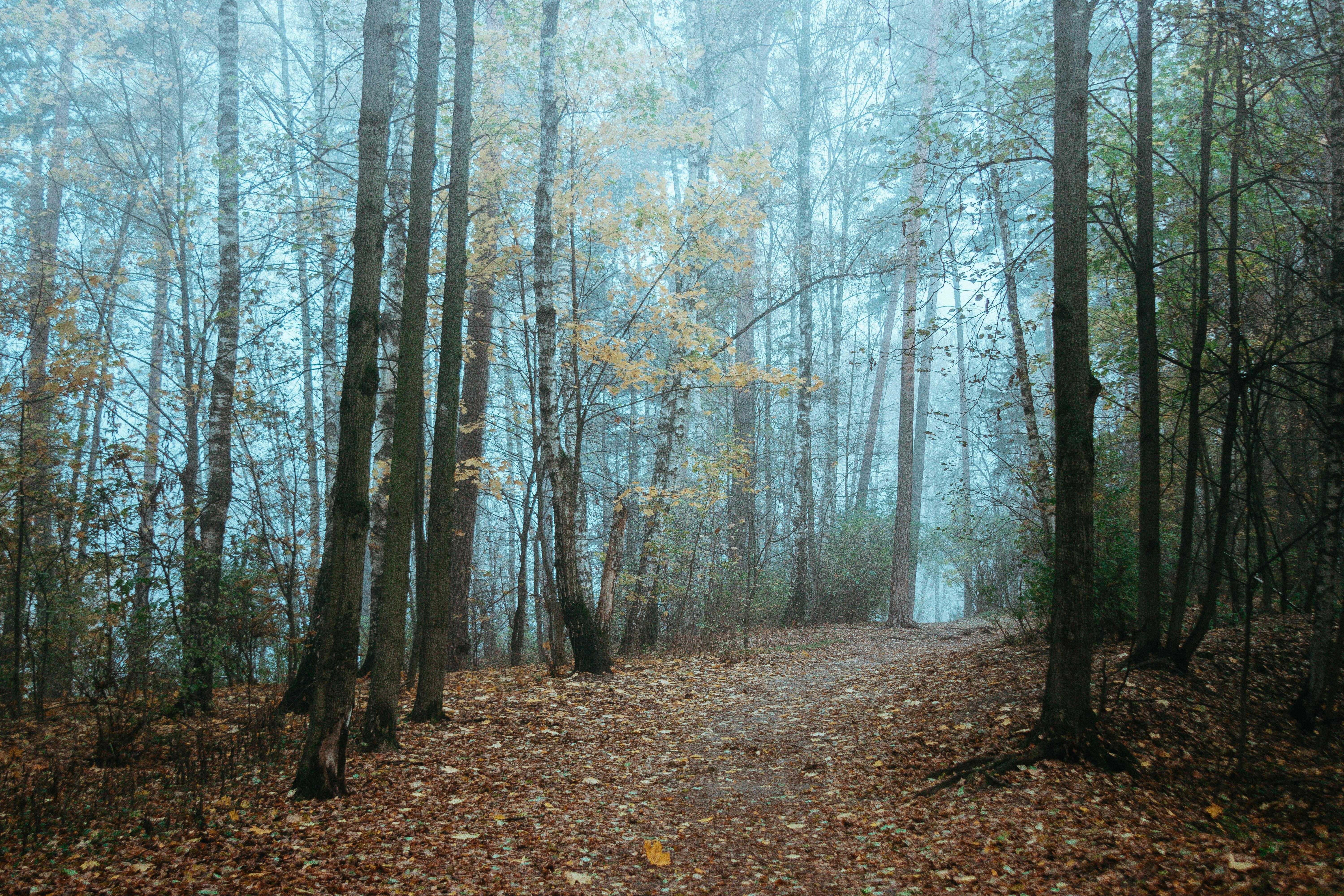 FORESTフォレスト PA100333-e1476159585974.jpg